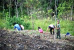 Orang kampung tekun bertani