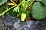 Buah belum masak strawberi